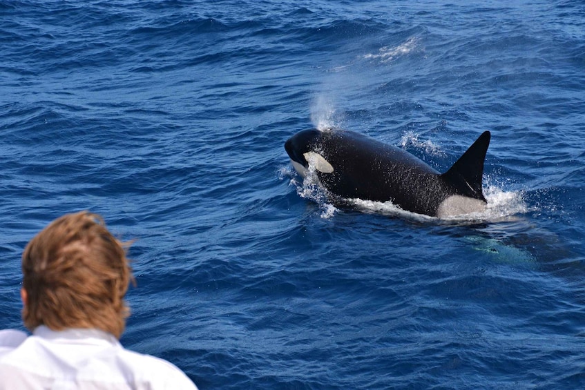 Picture 1 for Activity Bremer Canyon Orca Experience from Bremer Bay