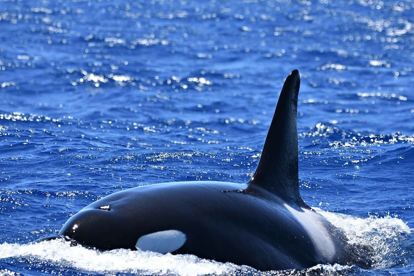 Picture 5 for Activity Bremer Canyon Orca Experience from Bremer Bay