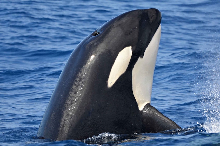 Bremer Canyon Orca Experience from Bremer Bay