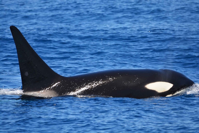 Picture 3 for Activity Bremer Canyon Orca Experience from Bremer Bay