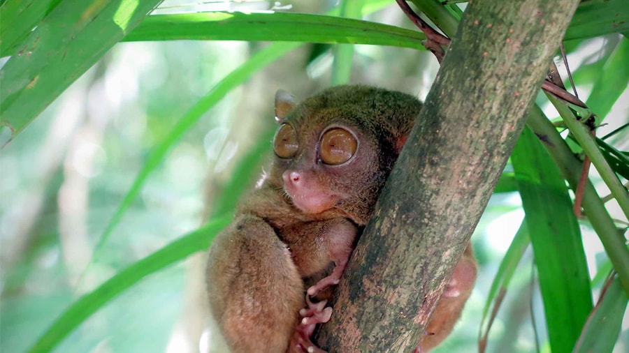 Panglao: Dao, Forests, and Tarsier Sanctuary Tour with Lunch