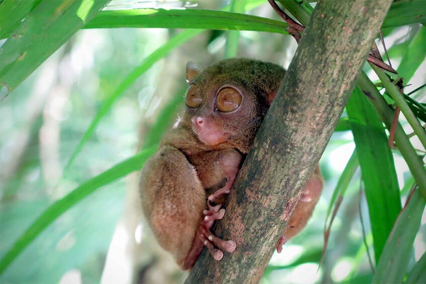 Panglao: Dao, Forests, and Tarsier Sanctuary Tour with Lunch