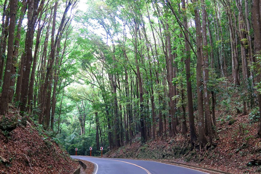 Picture 9 for Activity Panglao: Dao, Forests, and Tarsier Sanctuary Tour with Lunch