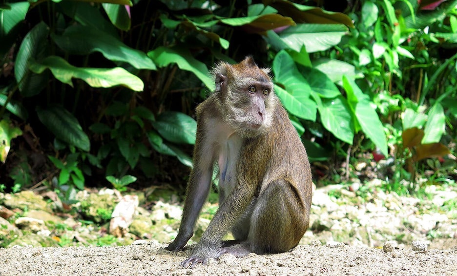 Picture 3 for Activity Panglao: Dao, Forests, and Tarsier Sanctuary Tour with Lunch