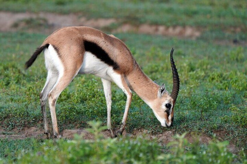 4 Day Group Tour to Maasai Mara and Lake Nakuru by a 4WD Cruiser