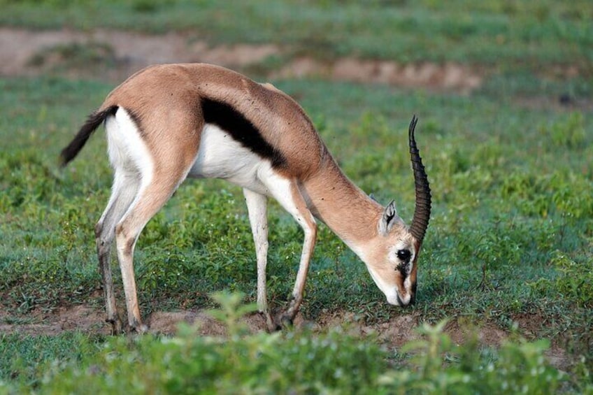 4 Day Group Tour to Maasai Mara and Lake Nakuru by a 4WD Cruiser