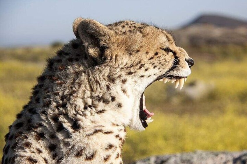 4 Day Group Tour to Maasai Mara and Lake Nakuru by a 4WD Cruiser
