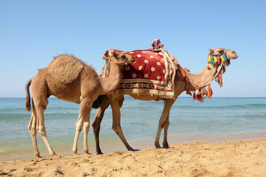 Picture 1 for Activity Tangier Day Trip from Casablanca with Camel ride experience