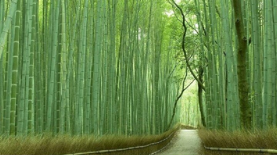 Sagano Bamboo Grove Path