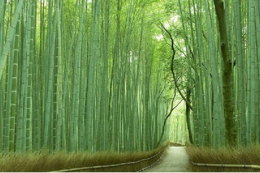 Sagano Bamboo Grove Path