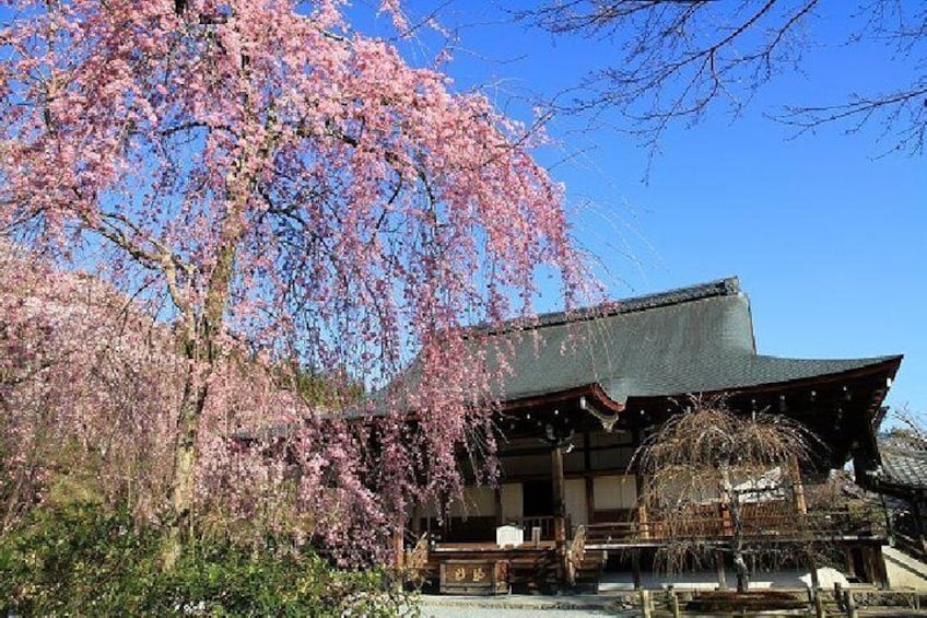 Tenryu-ji Temple in Spring