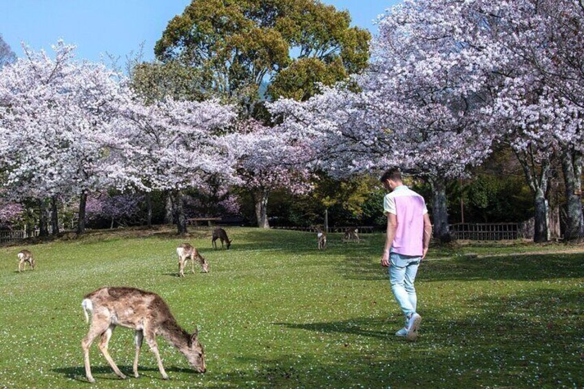 Nara, Todaiji Temple & Kuroshio Market Day BUS Tour from Osaka