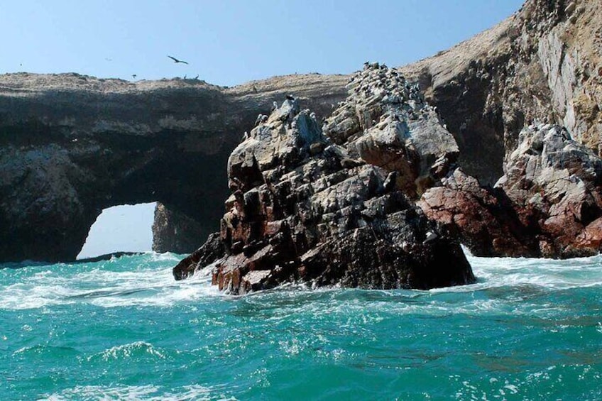 Ballestas Islands and Paracas Reserve Tour from San Martín Cruise