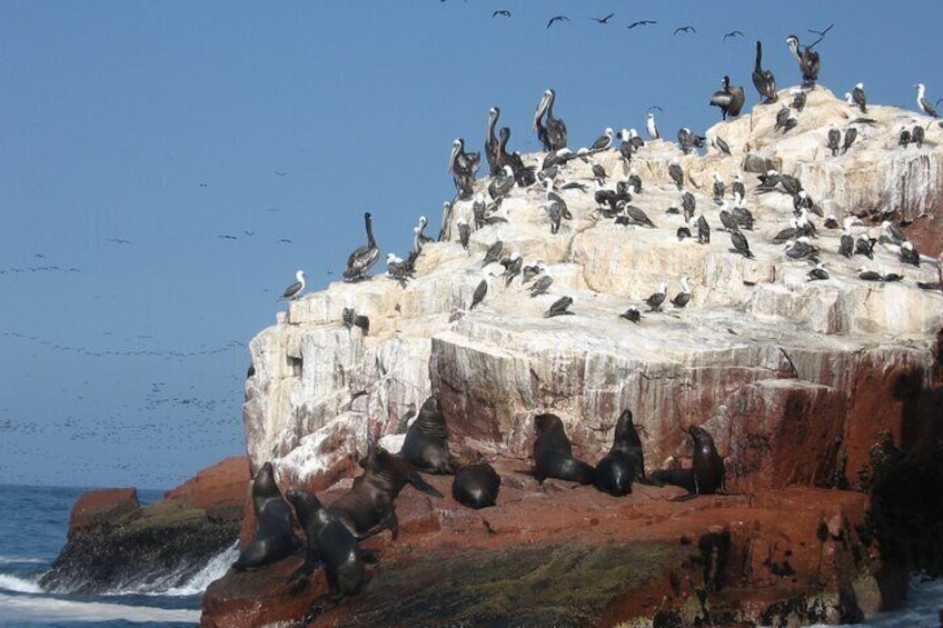 Ballestas Islands and Paracas Reserve Tour from San Martín Cruise