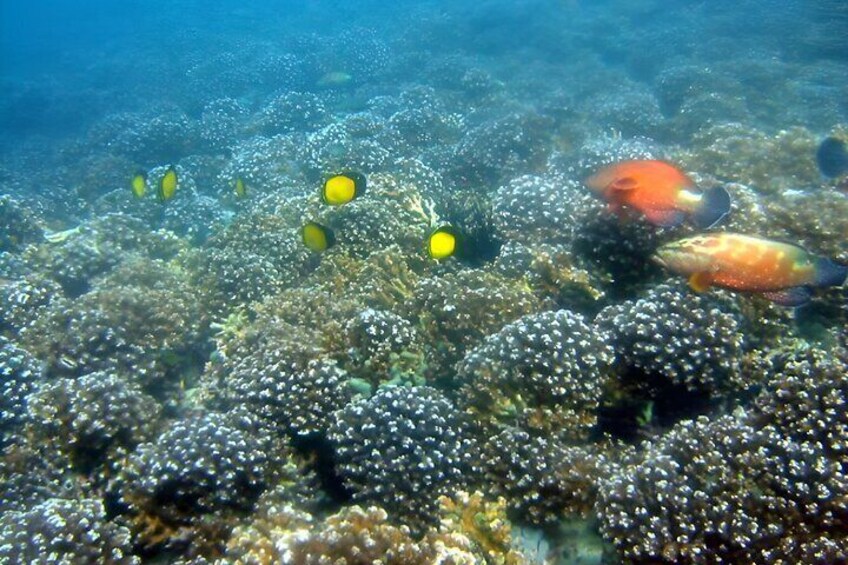 Snorkeling View