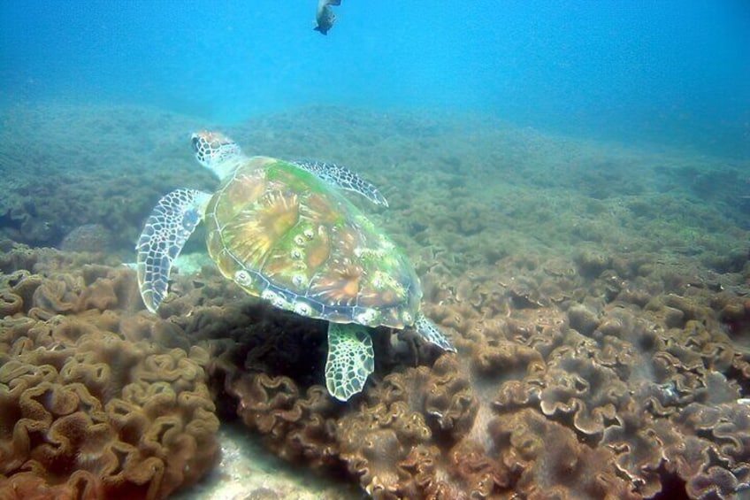 Sea Turtle- Snorkeling View