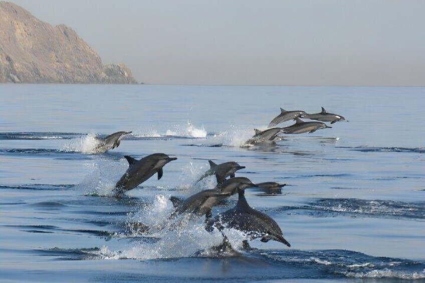 Dolphins