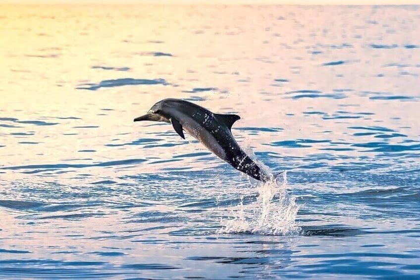 2 Hour Dolphin Watching Experience in Muscat