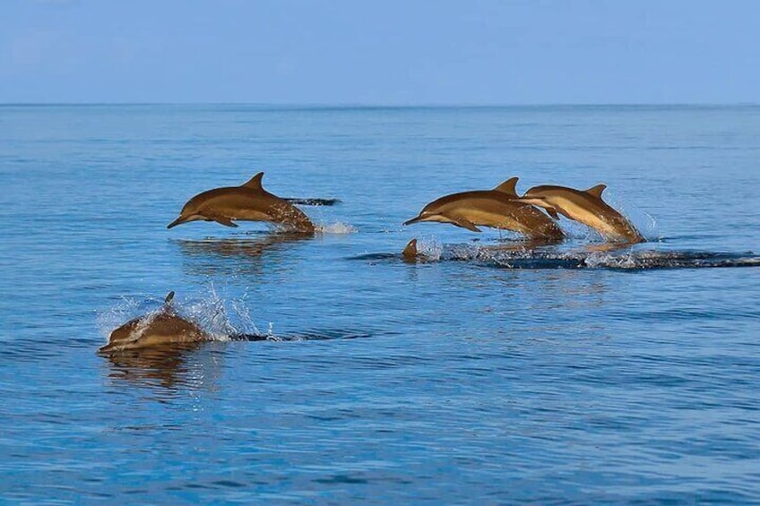 2 Hour Dolphin Watching Experience in Muscat