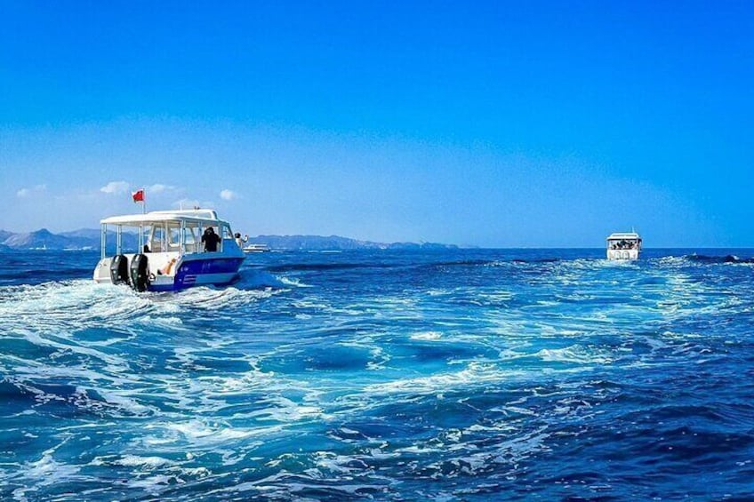 2 Hour Dolphin Watching Experience in Muscat