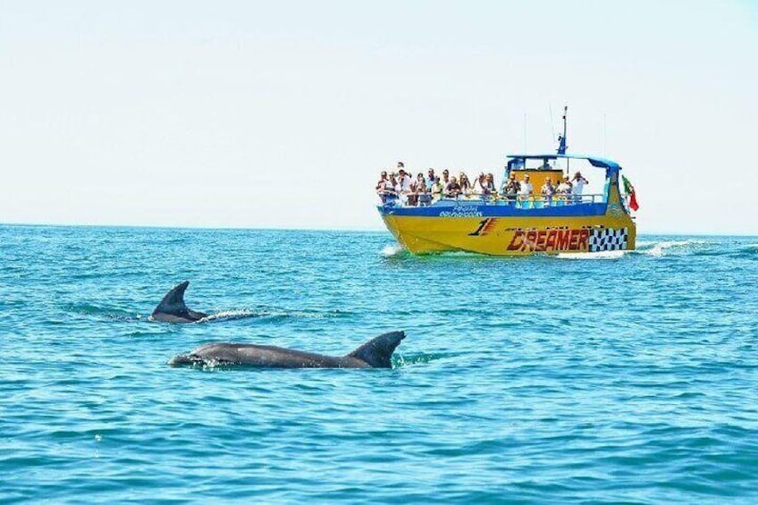 2 Hour Dolphin Watching Experience in Muscat