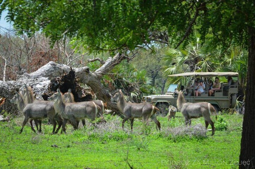 Mikumi Safari Tour: Day Trip Return Flight From Zanzibar