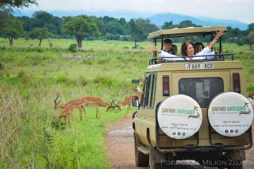 Game viewing - Mikumi National Park