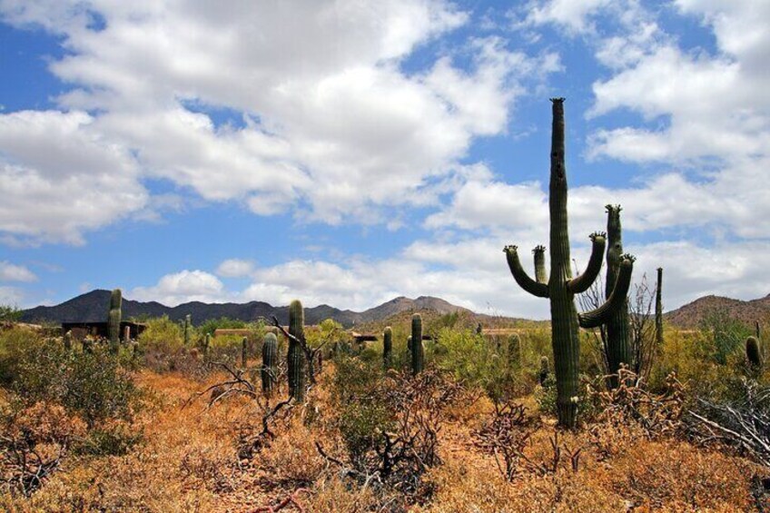 Saguaro