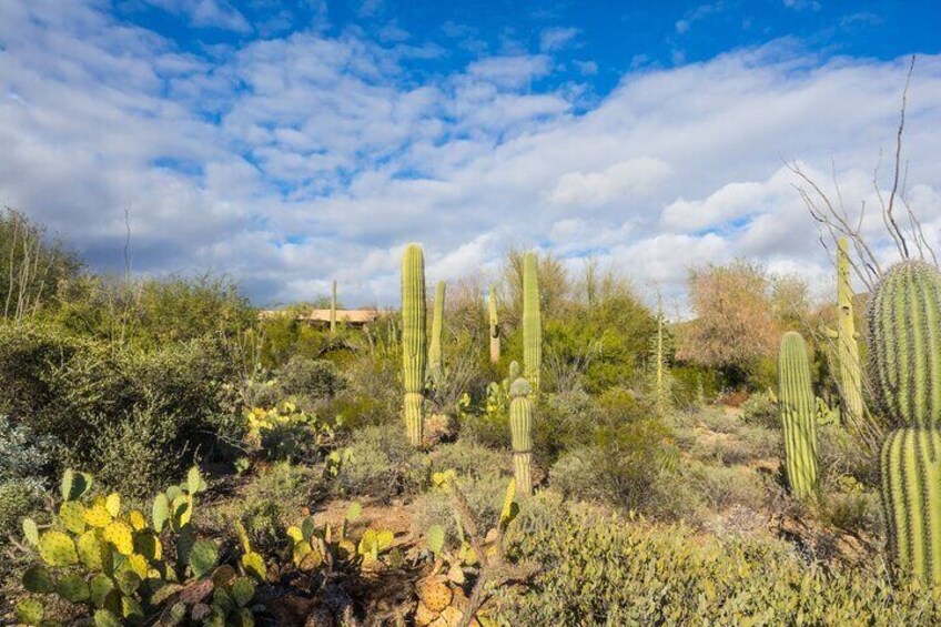 Sonora Desert Museum