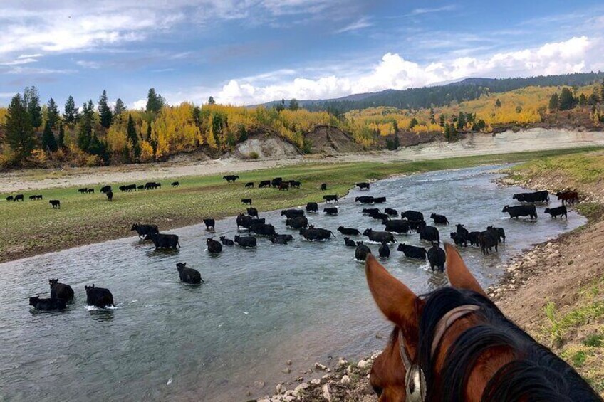 watching cattle filter over to better grass