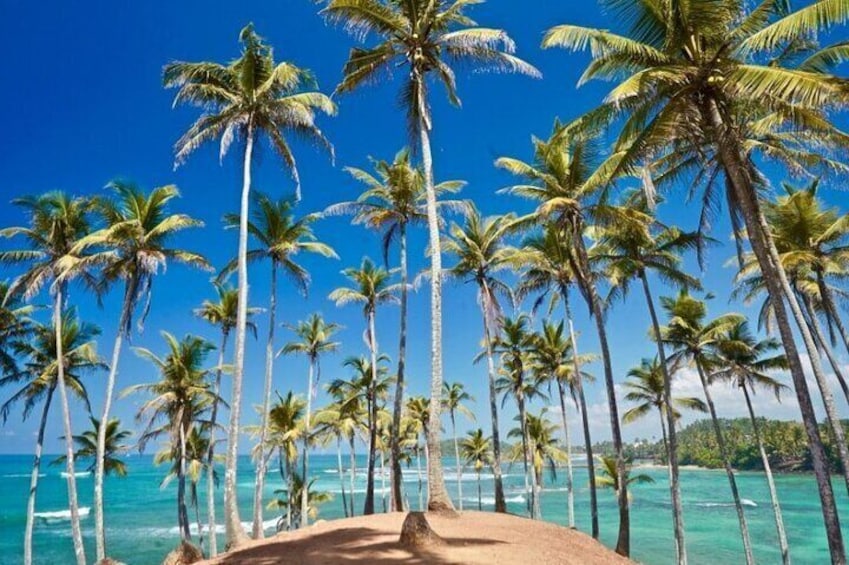 Coconut Tree Hill⛰️