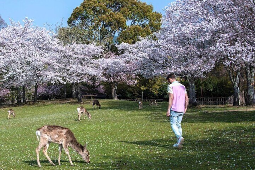 Arashiyama & Yasaka Shrine & Nara & Todaiji Day Trip from Osaka