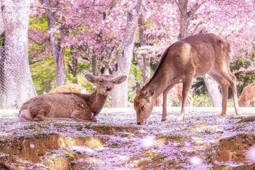Arashiyama & Yasaka Shrine & Nara & Todaiji Day Trip from Osaka