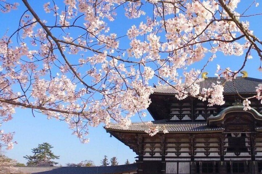 Arashiyama & Yasaka Shrine & Nara & Todaiji Day Trip from Osaka