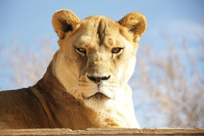 Boleto de entrada al rancho Lion Habitat