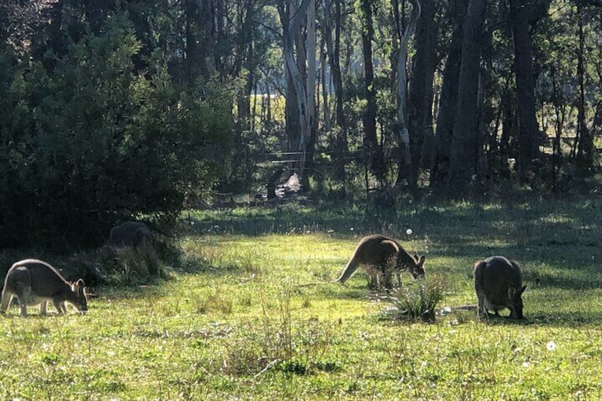 Blue Mountains Day, Sunset Tour & Glow Worms Night Adventure 