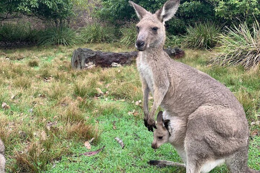 Blue Mountains Day, Sunset Tour & Glow Worms Night Adventure 