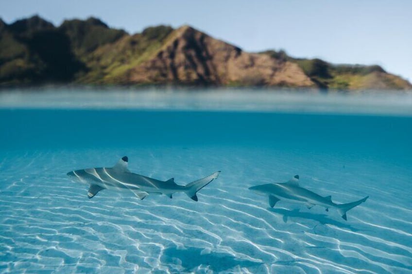 Half Day Snorkeling in Moorea