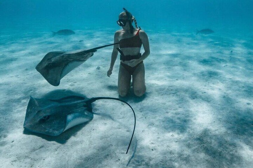 Half Day Snorkeling in Moorea