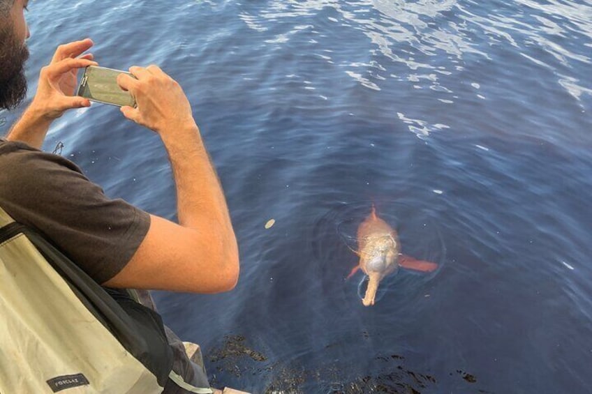 free wild dolphins