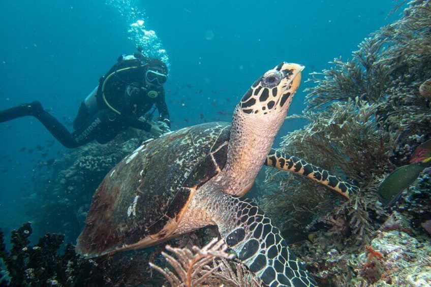 Scuba diver enjoying her dive with a turtle