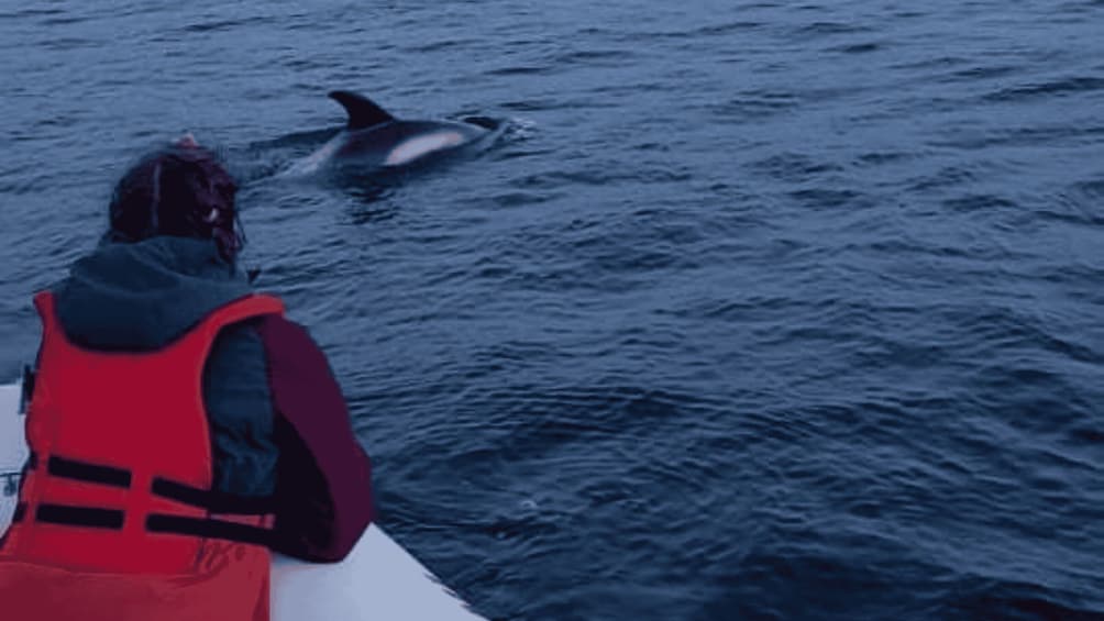 Corner Brook: Woods Island Adventure 3-Hour Zodiac Tour