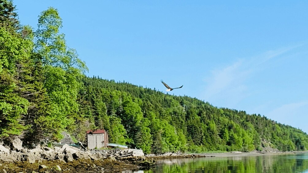 Picture 5 for Activity Corner Brook: Woods Island Adventure 3-Hour Zodiac Tour