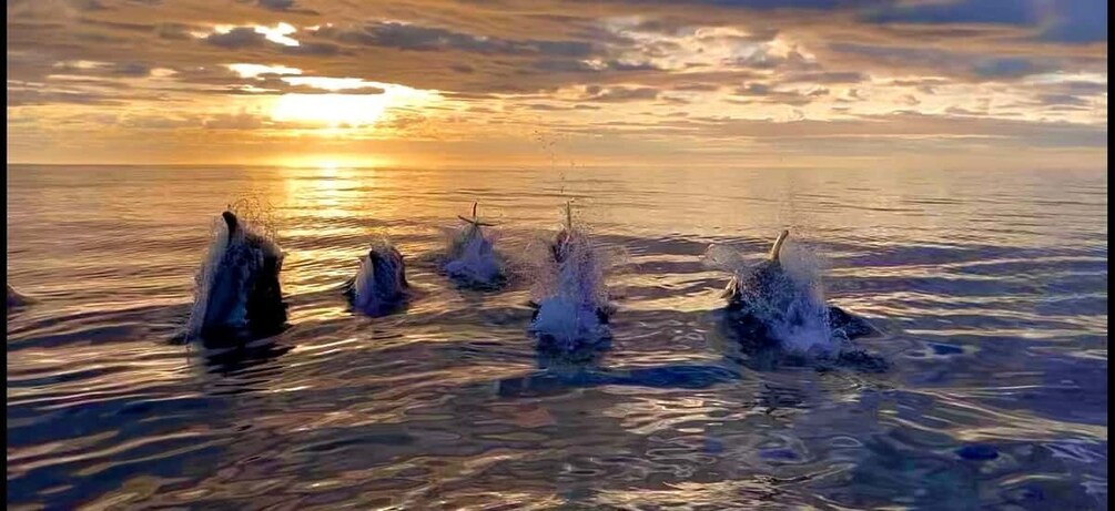 Picture 1 for Activity Corner Brook: Woods Island Adventure 3-Hour Zodiac Tour