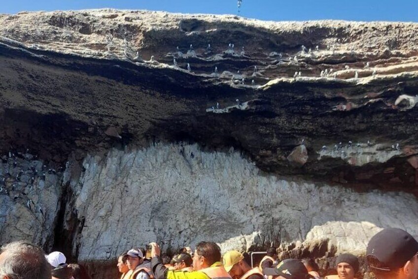 Ballestas Islands Tour from Puerto San Martin Cruise