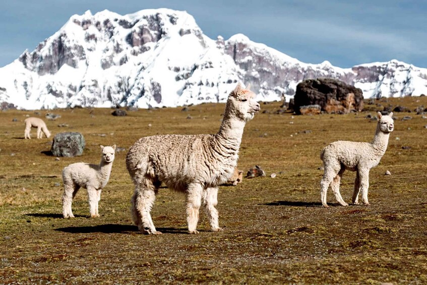 Picture 5 for Activity Cusco: 7 Lagoons of Ausangate Hiking Day Trip with Lunch