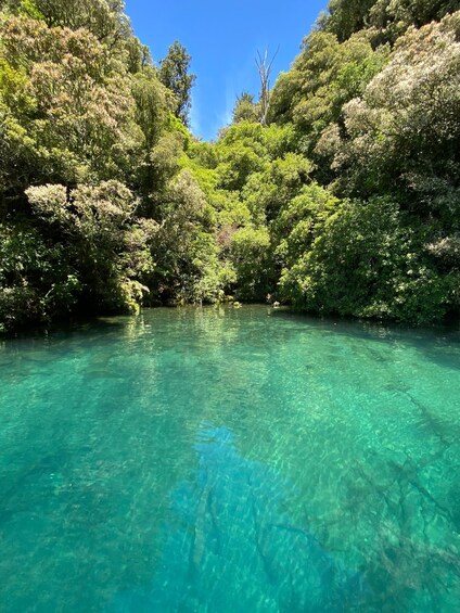 Picture 8 for Activity Taupo: Lake Taupo Western Bays Catamaran Tour with Bush Walk