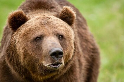 Depuis Bucarest : Sanctuaire d'ours de Libearty et Château de Dracula