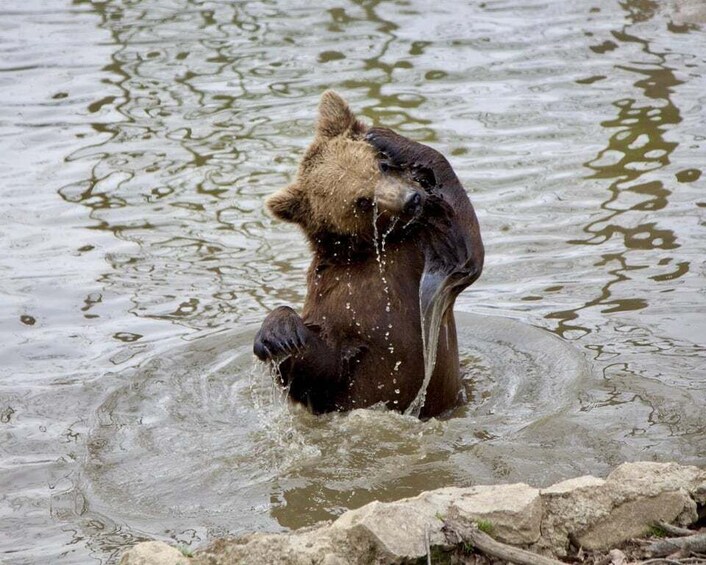 Picture 13 for Activity From Bucharest: Libearty Bear Sanctuary and Dracula's Castle