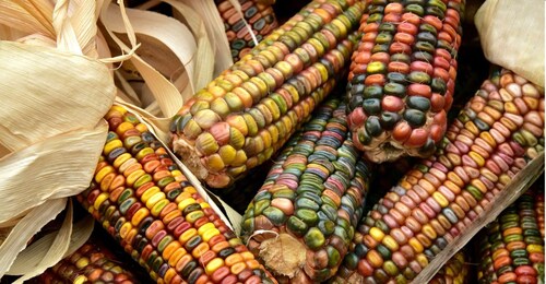 Chiapas: A Culinary Adventure Discovering Local Gastronomy